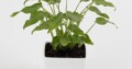 Ferns & Petals Xanadu Philodendron Plant: Evergree