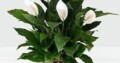 Eco friendly Peace Lily – Gift Plant & Air Purifi