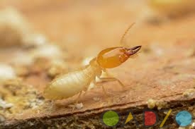 Termite control services in Chennai