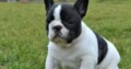 Healthy and cute French Bulldog Puppies available